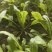 鲜荠菜（小棵15公分左右）10亩约25000斤