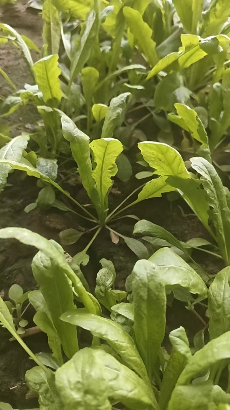 鲜荠菜（小棵15公分左右）10亩约25000斤