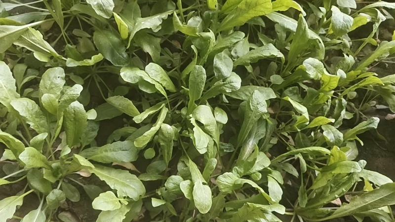 鲜荠菜（小棵15公分左右）10亩约25000斤