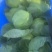 甘蓝圆包菜个头两斤到三斤左右颜色青绿无虫眼无裂口