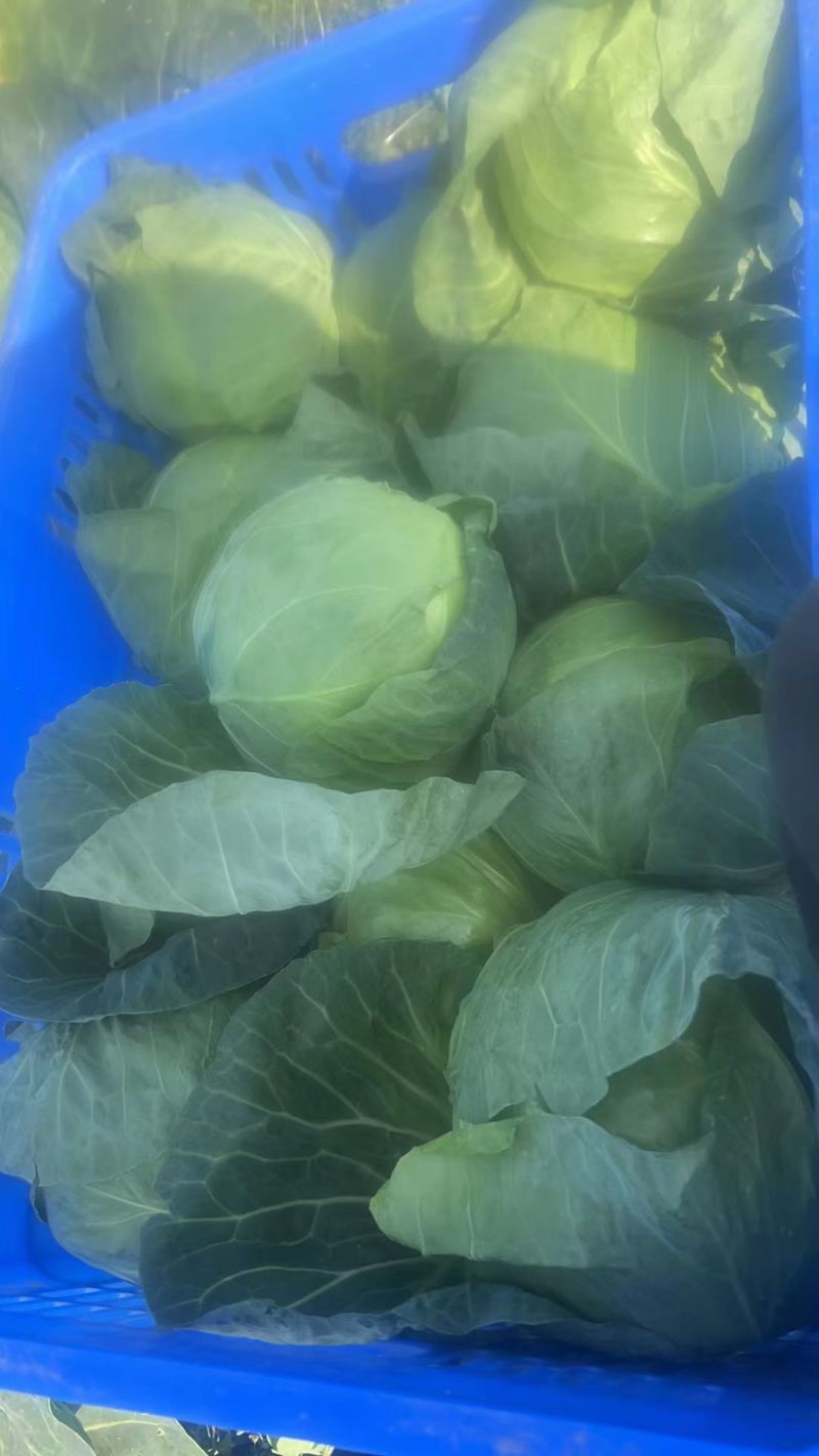 甘蓝圆包菜个头两斤到三斤左右颜色青绿无虫眼无裂口