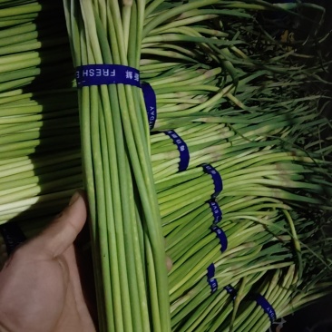精品蒜苔