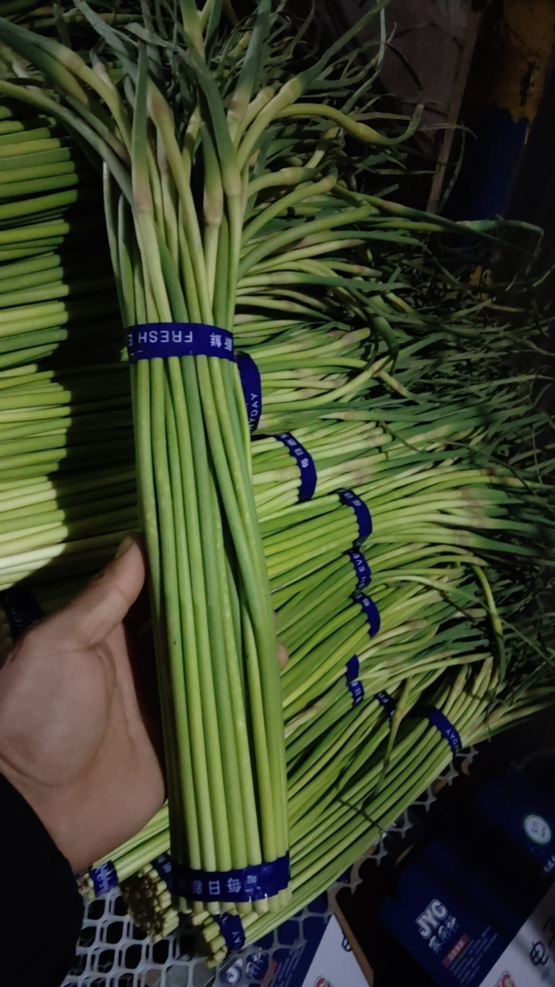 精品蒜苔