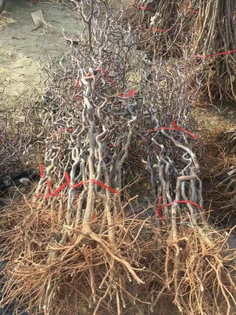 山东、枣树苗、沾化东枣、盘枣、货源充足、对接全国。