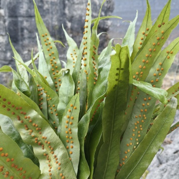 肾精草