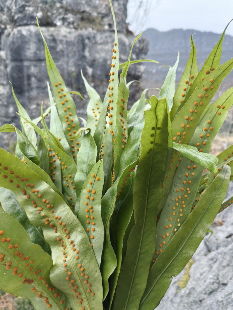 肾精草