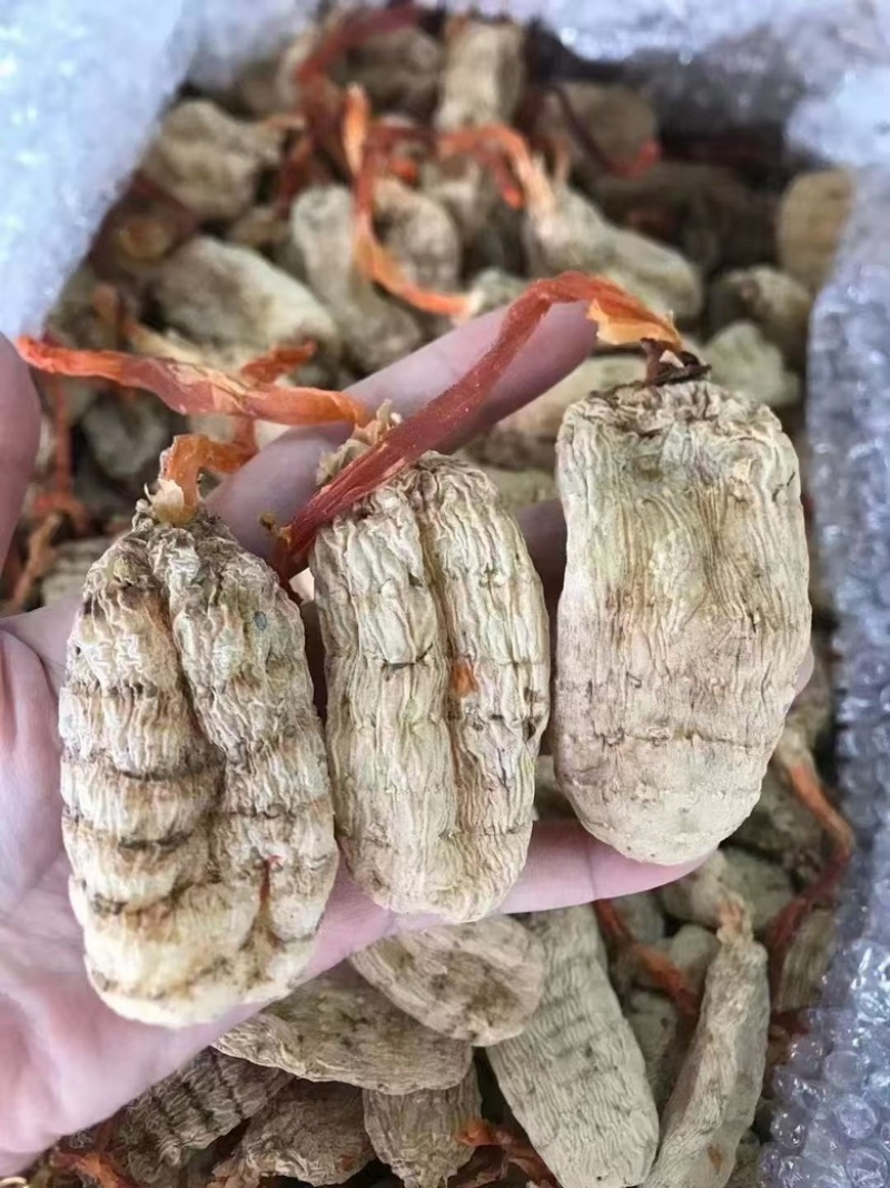 云南昭通特级野生天麻个大饱满无空心天麻素含量高产地直发