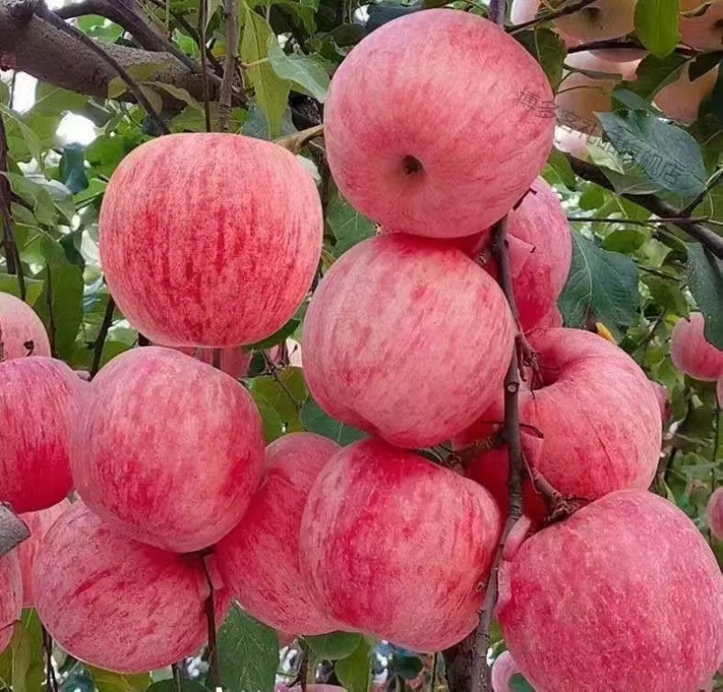 优质苹果