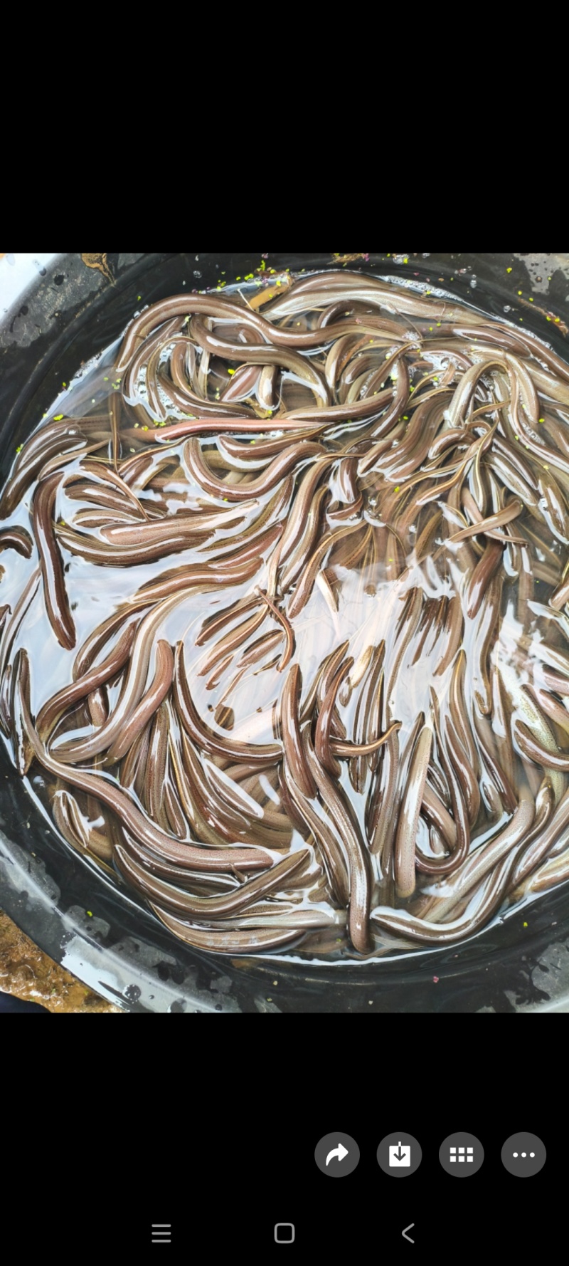灰鳝