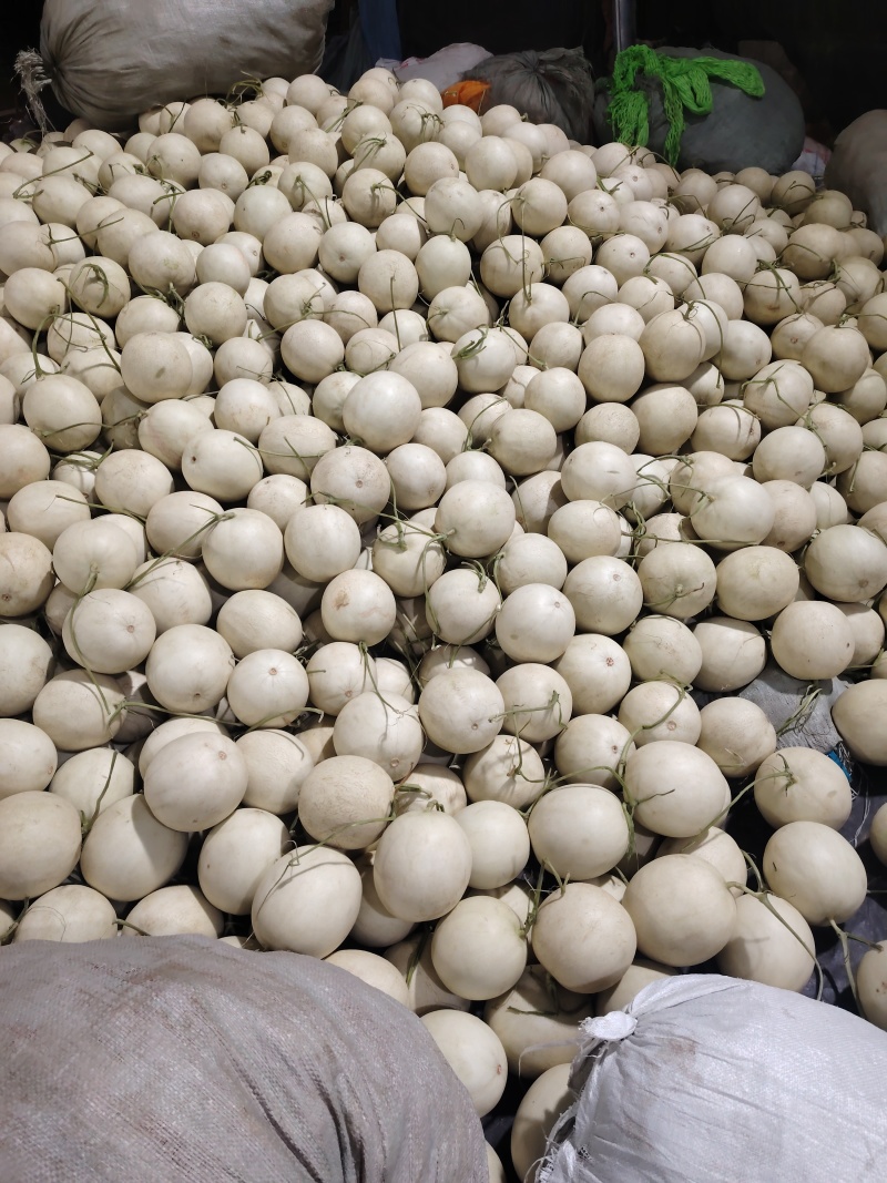 玉菇甜瓜/海南甜瓜/产地直发价格优惠欢迎来电