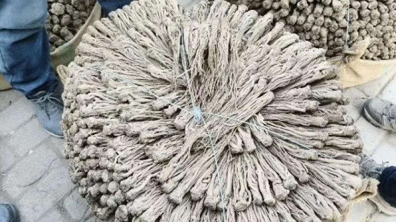 甘肃岷县原产地，当归中条，量大从优