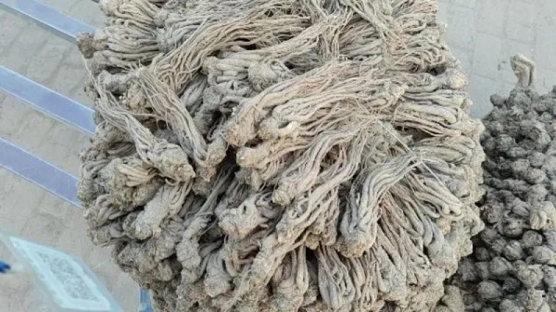 甘肃岷县原产地，当归中条，量大从优