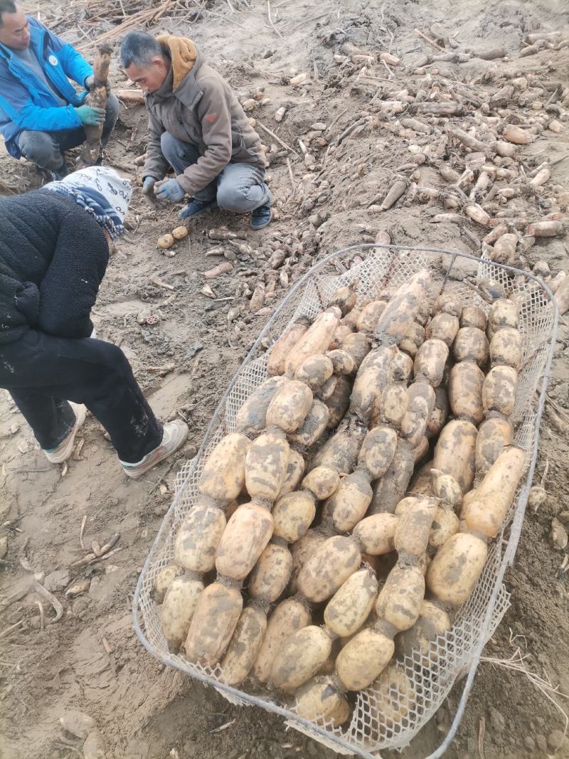 中牟县黄河滩莲藕开始啦