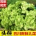 新鲜儿菜大量上市，产地直发，全国发货，欢迎进店沟通。