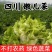 新鲜儿菜大量上市，产地直发，全国发货，欢迎进店沟通。