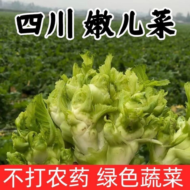 新鲜儿菜大量上市，产地直发，全国发货，欢迎进店沟通。