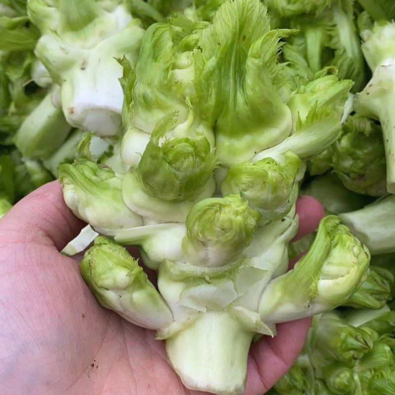 新鲜儿菜大量上市，产地直发，全国发货，欢迎进店沟通。