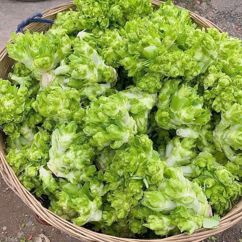 新鲜儿菜大量上市，产地直发，全国发货，欢迎进店沟通。