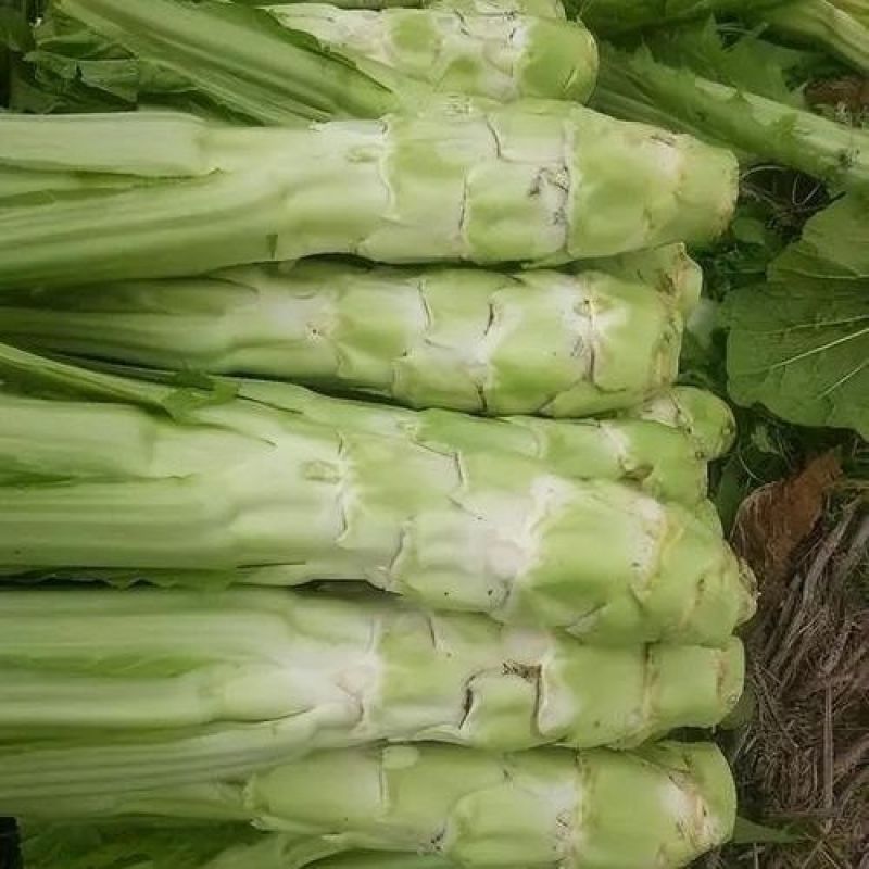 青菜头，大量上市，全国发货，产地直发，欢迎进店沟通。