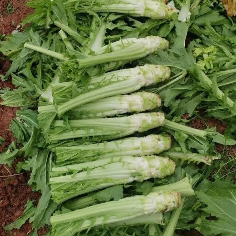 青菜头，大量上市，全国发货，产地直发，欢迎进店沟通。