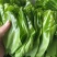新鲜台湾山苏叶酒店特色菜现货食用山苏叶