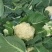 新鲜松花菜，全国发货，大量上市，欢迎进店沟通购买。
