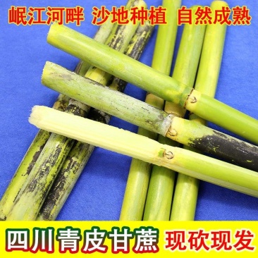 青皮甘蔗大量上市，全国发货，欢迎进店沟通。