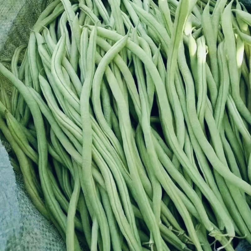 无筋四季豆大量上市，全国发货，欢迎进店沟通。