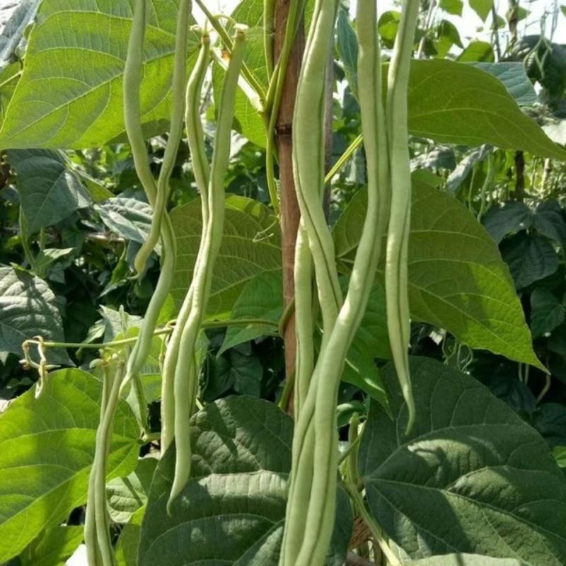 无筋四季豆大量上市，全国发货，欢迎进店沟通。