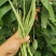 无筋四季豆大量上市，全国发货，欢迎进店沟通。