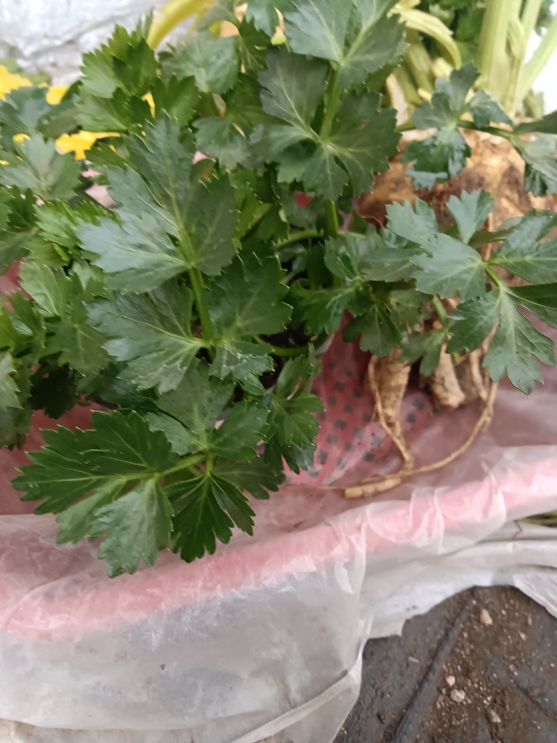 根芹进口西芹苗凯撒大帝皇后鲍芹苗育苗场现货