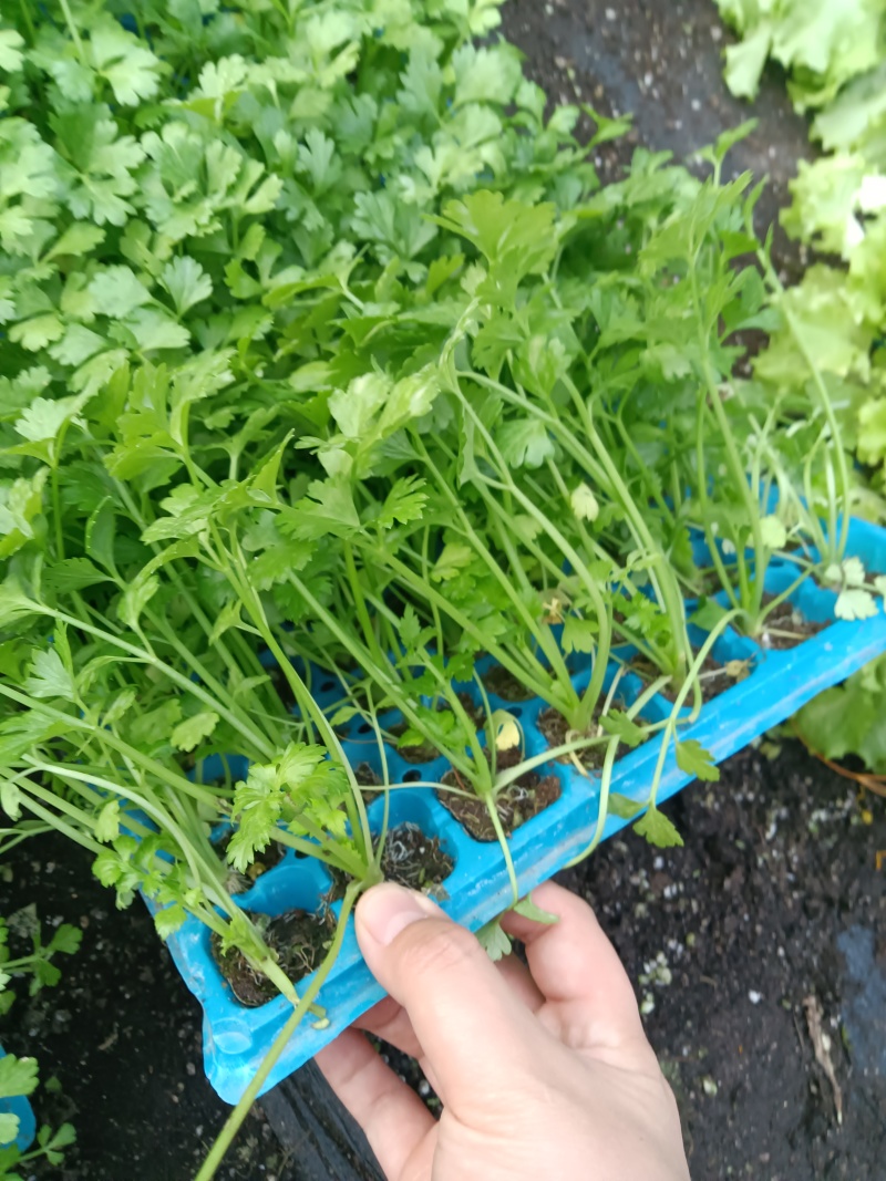 根芹进口西芹苗凯撒大帝皇后鲍芹苗育苗场现货