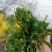 根芹进口西芹苗凯撒大帝皇后鲍芹苗育苗场现货
