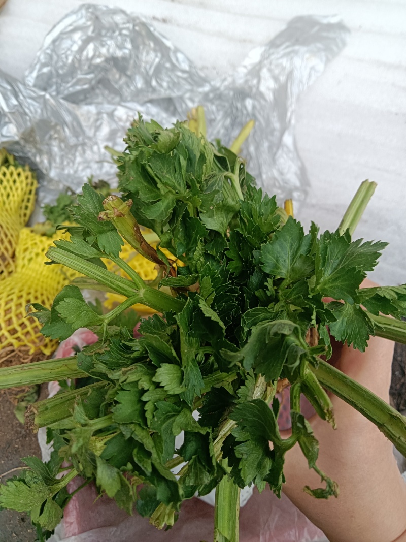 根芹进口西芹苗凯撒大帝皇后鲍芹苗育苗场现货