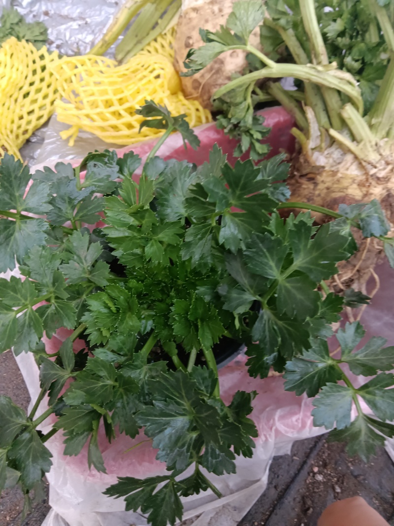 根芹进口西芹苗凯撒大帝皇后鲍芹苗育苗场现货