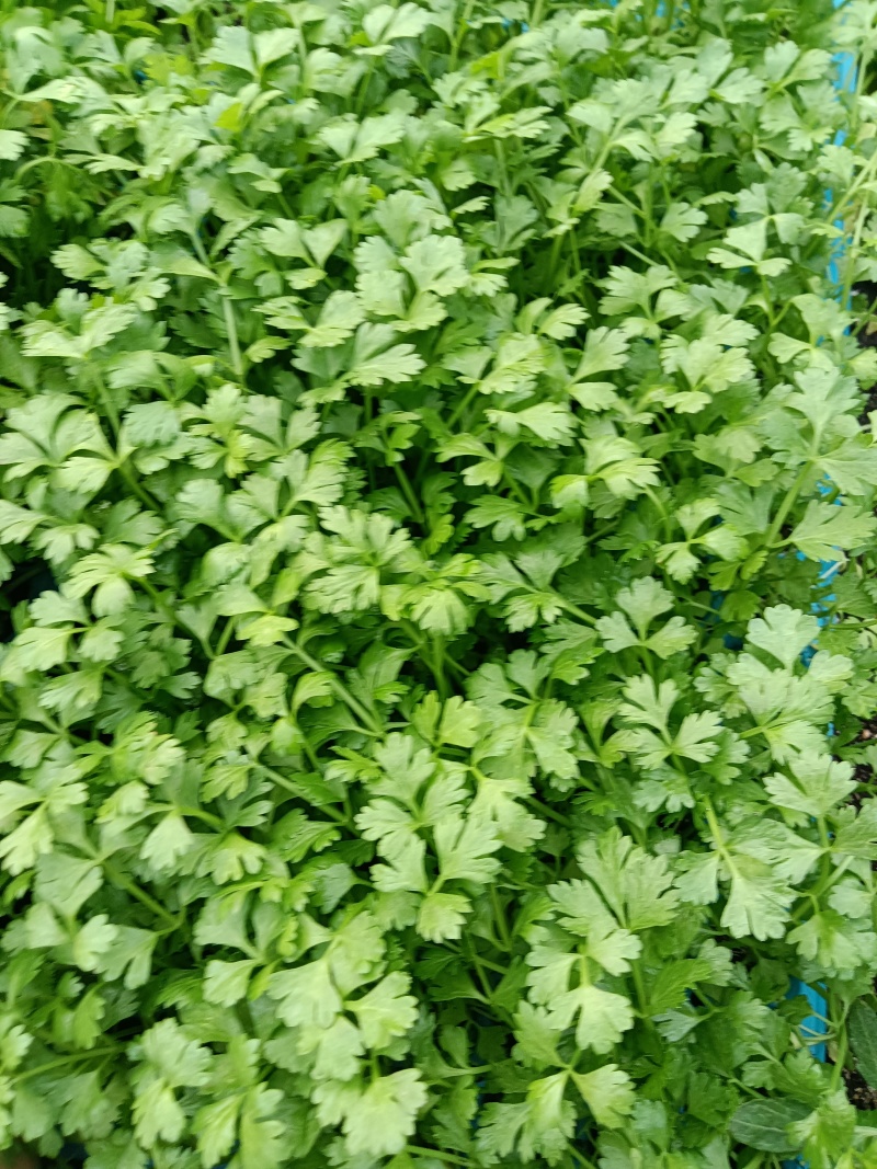 根芹进口西芹苗凯撒大帝皇后鲍芹苗育苗场现货