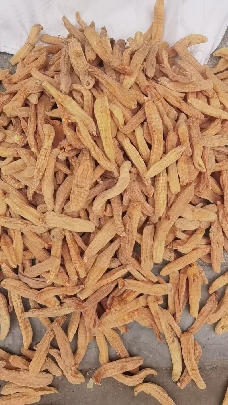小天麻统装500g产地山东振兴药材购销站量大从