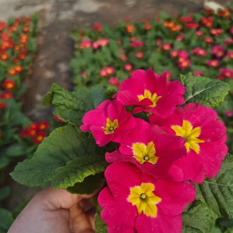 报春花