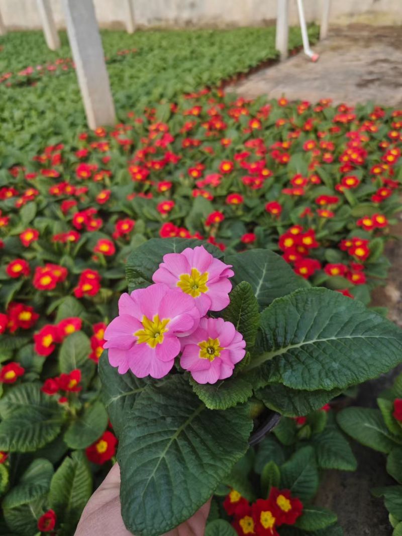 报春花