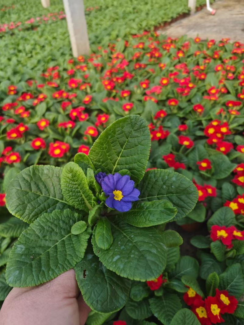 报春花