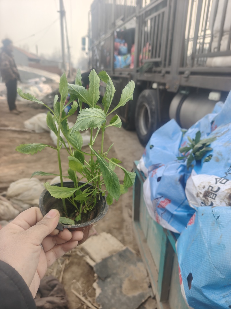 马鞭草