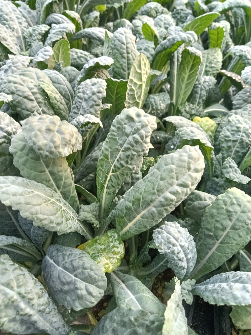 皱叶菜苗薄荷苗现货可接受预订