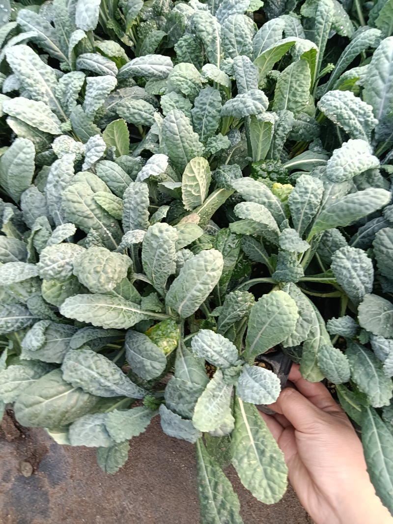皱叶菜苗薄荷苗现货可接受预订