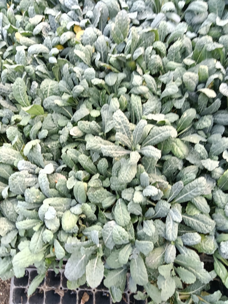 皱叶菜苗薄荷苗现货可接受预订