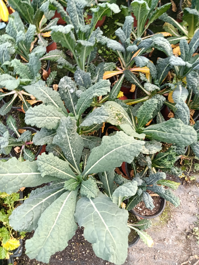 皱叶菜苗薄荷苗现货可接受预订