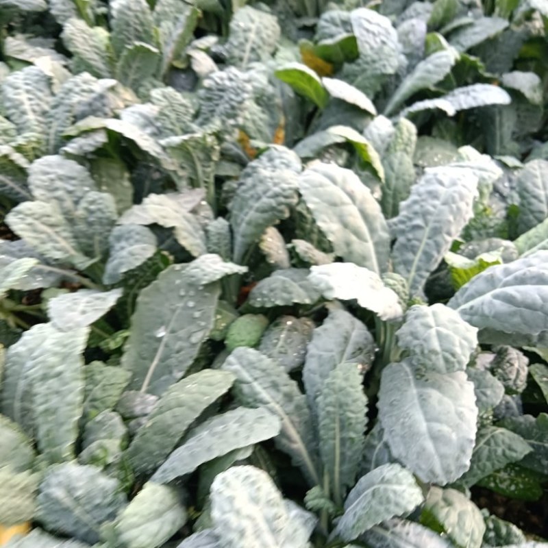 皱叶菜苗薄荷苗现货可接受预订