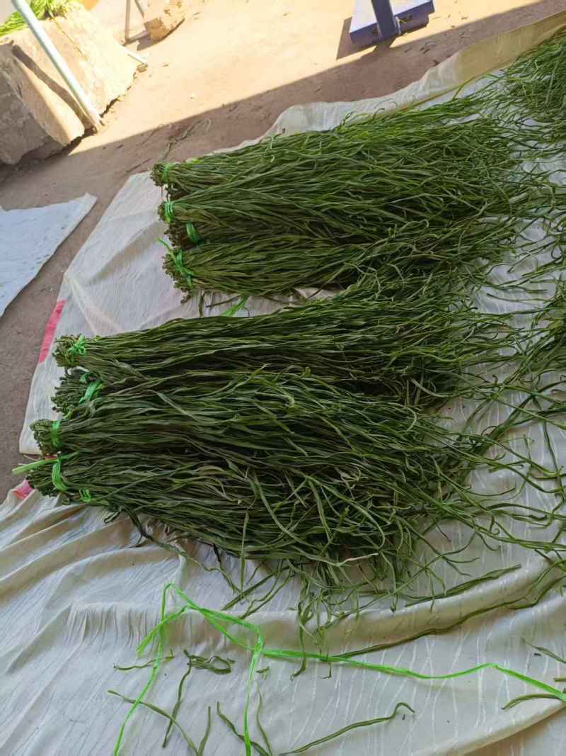 【大理产地直供】特级贡菜干农家自晒无硫熏餐饮火锅食材批发