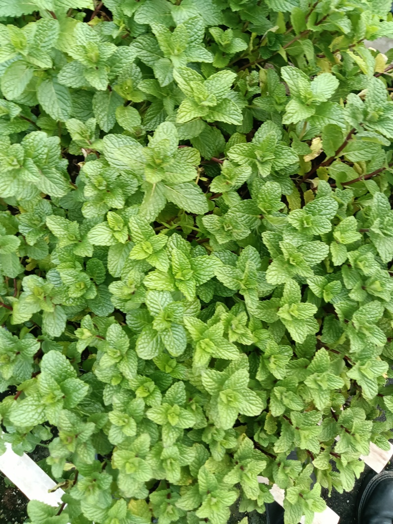皱叶菜苗薄荷苗现货可接受预订
