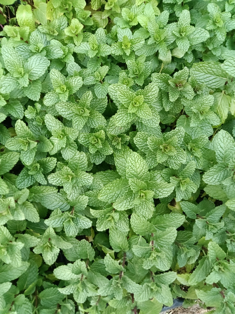 皱叶菜苗薄荷苗现货可接受预订