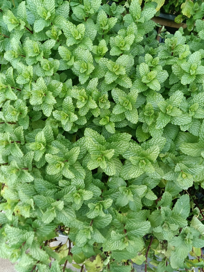 皱叶菜苗薄荷苗现货可接受预订